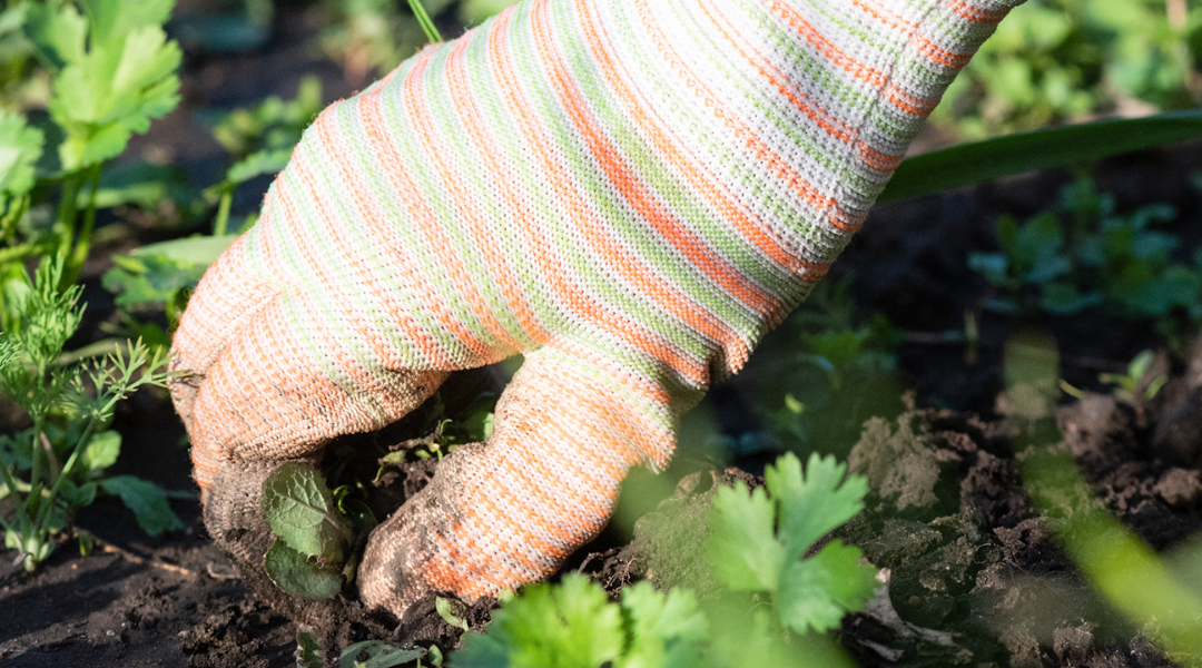 weeding the garden